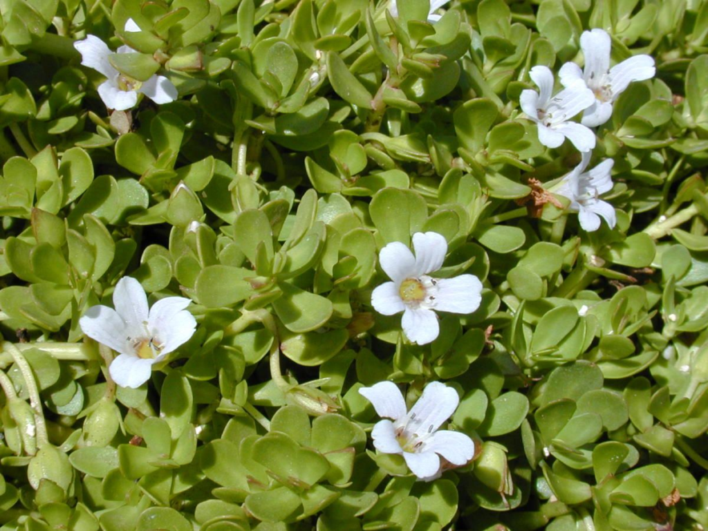 brahmi for hair health